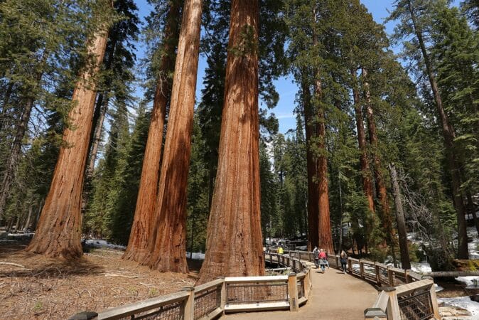 Yosemite National Park - Sequoia Groves
